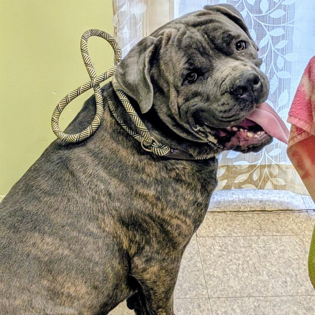 Enlarge Mouse, a Adoptable Cane Corso in Warren, PA image 1/1