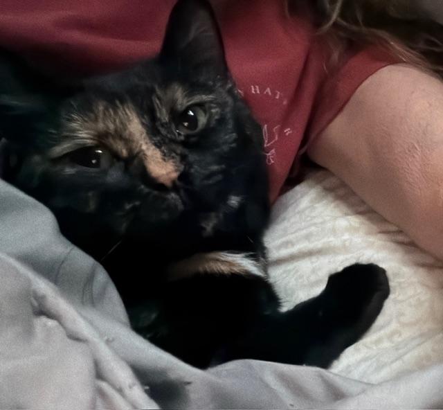 Annie, Adoptable, Young Female American Shorthair.