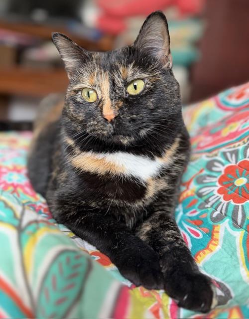 Enlarge Annie, a Adoptable American Shorthair in Hickory, NC image 1/5