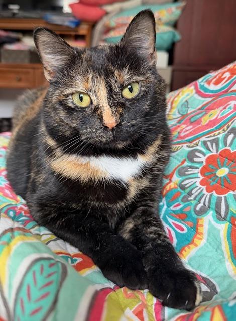 Enlarge Annie, a Adoptable American Shorthair in Hickory, NC image 2/5
