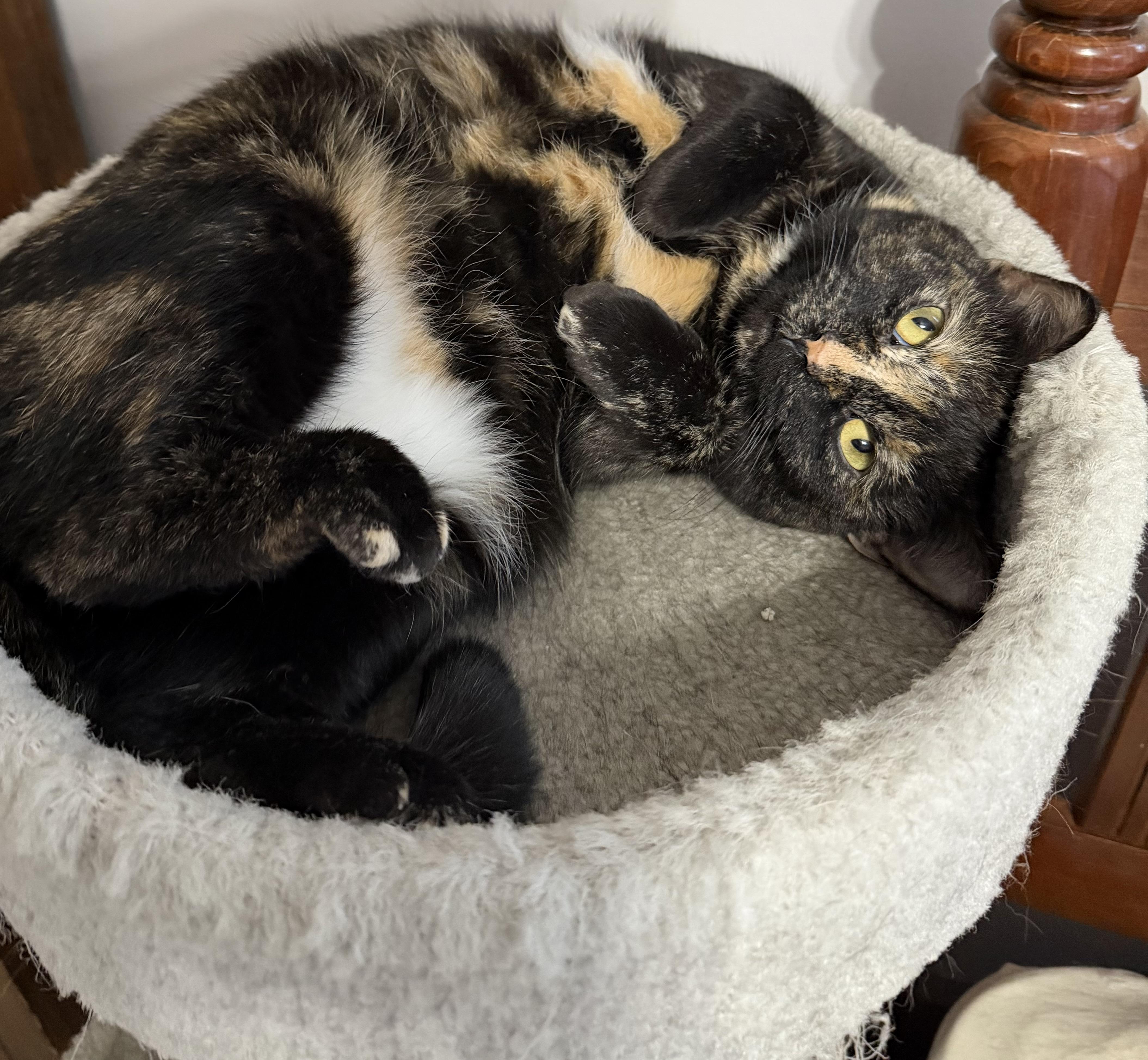 Enlarge Annie, a Adoptable American Shorthair in Hickory, NC image 3/5