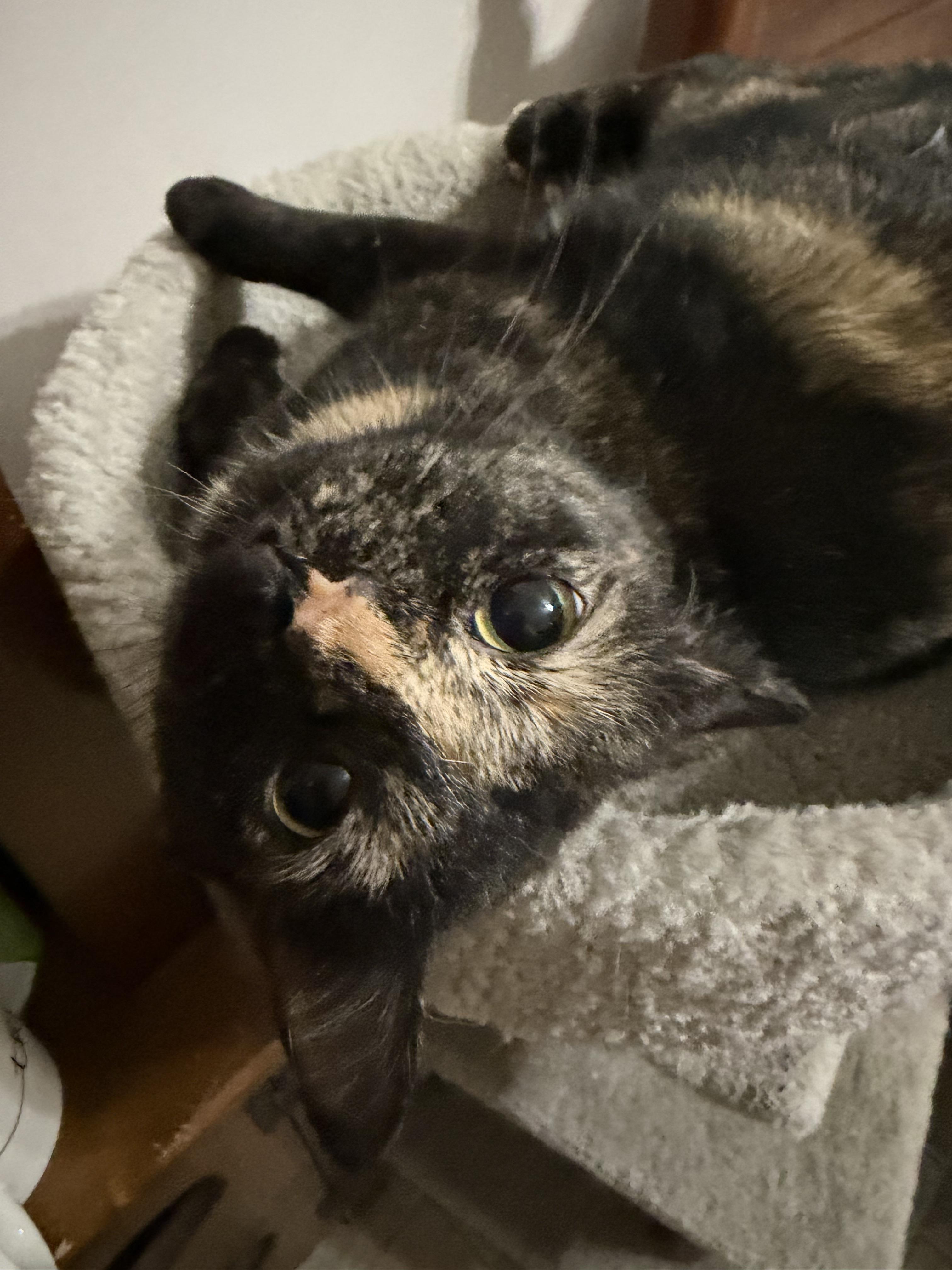 Enlarge Annie, a Adoptable American Shorthair in Hickory, NC image 2/5