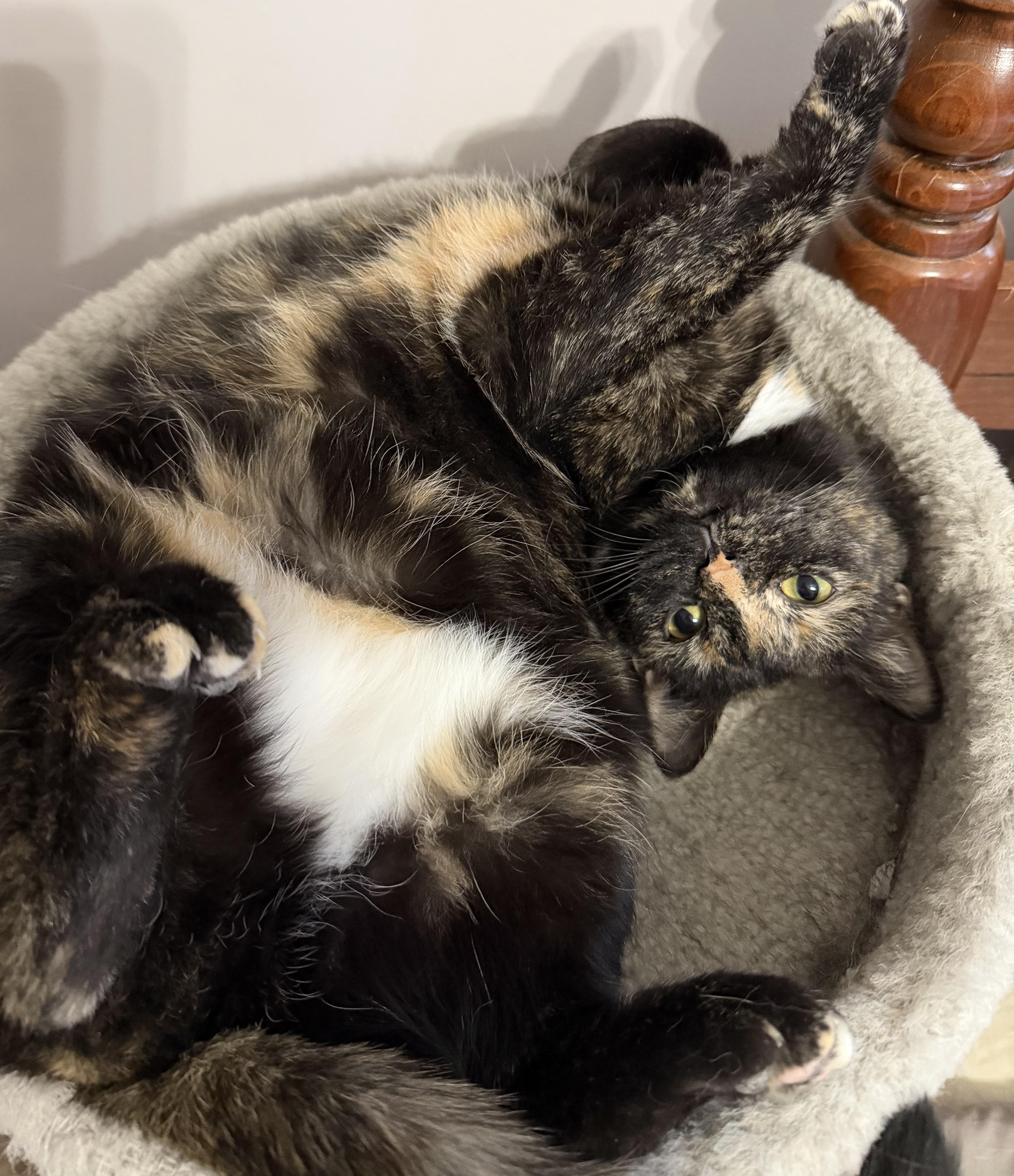 Enlarge Annie, a Adoptable American Shorthair in Hickory, NC image 4/5