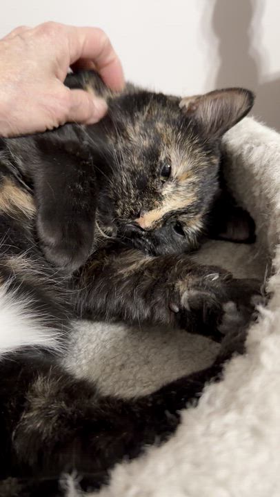 Enlarge Annie, a Adoptable American Shorthair in Hickory, NC video 5/5
