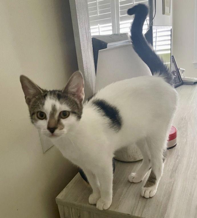 Junebug, Adoptable, Young Female Tabby & Domestic Short Hair.