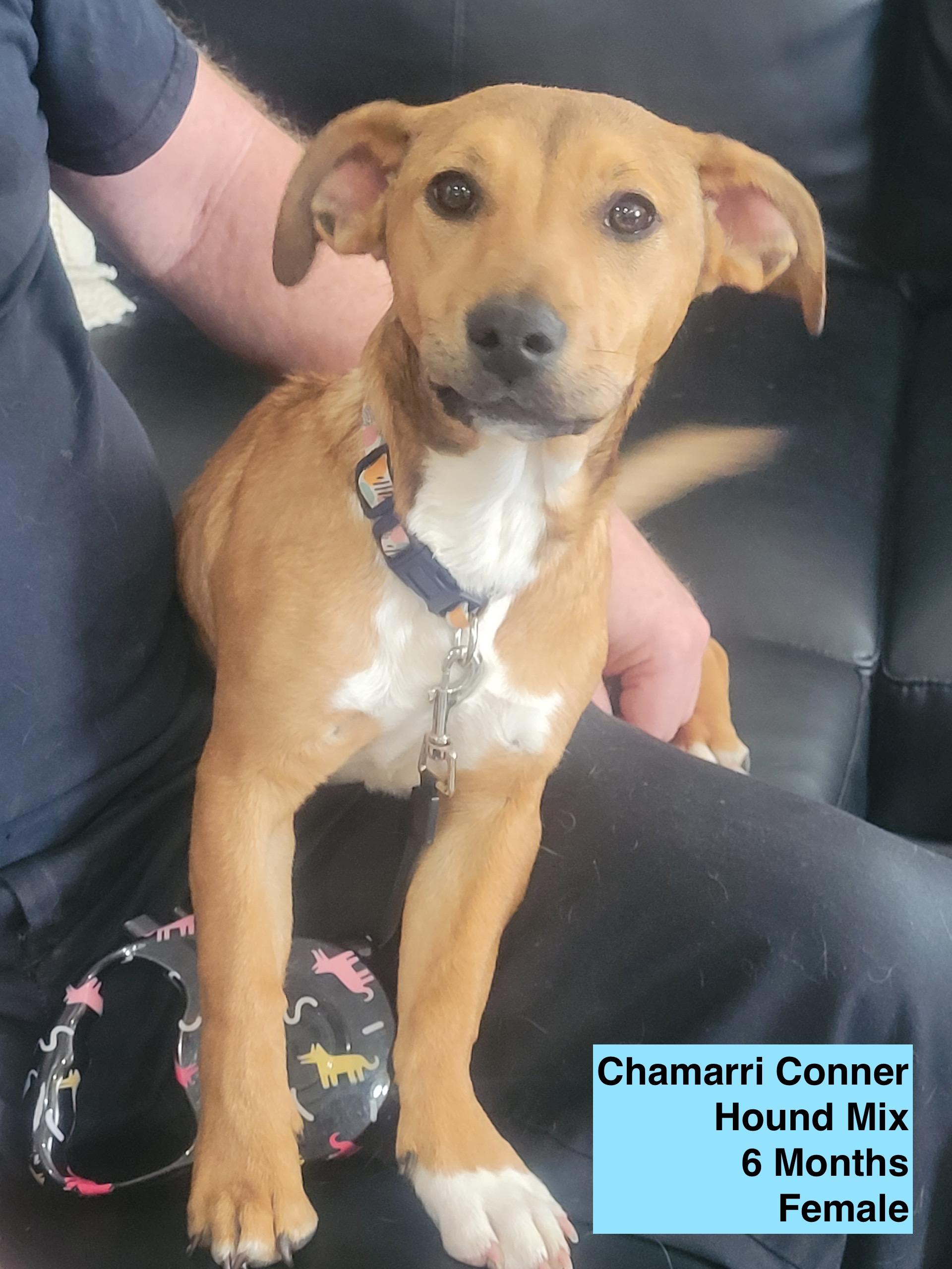 Chamarri Conner, Adoptable, Puppy Female Hound.