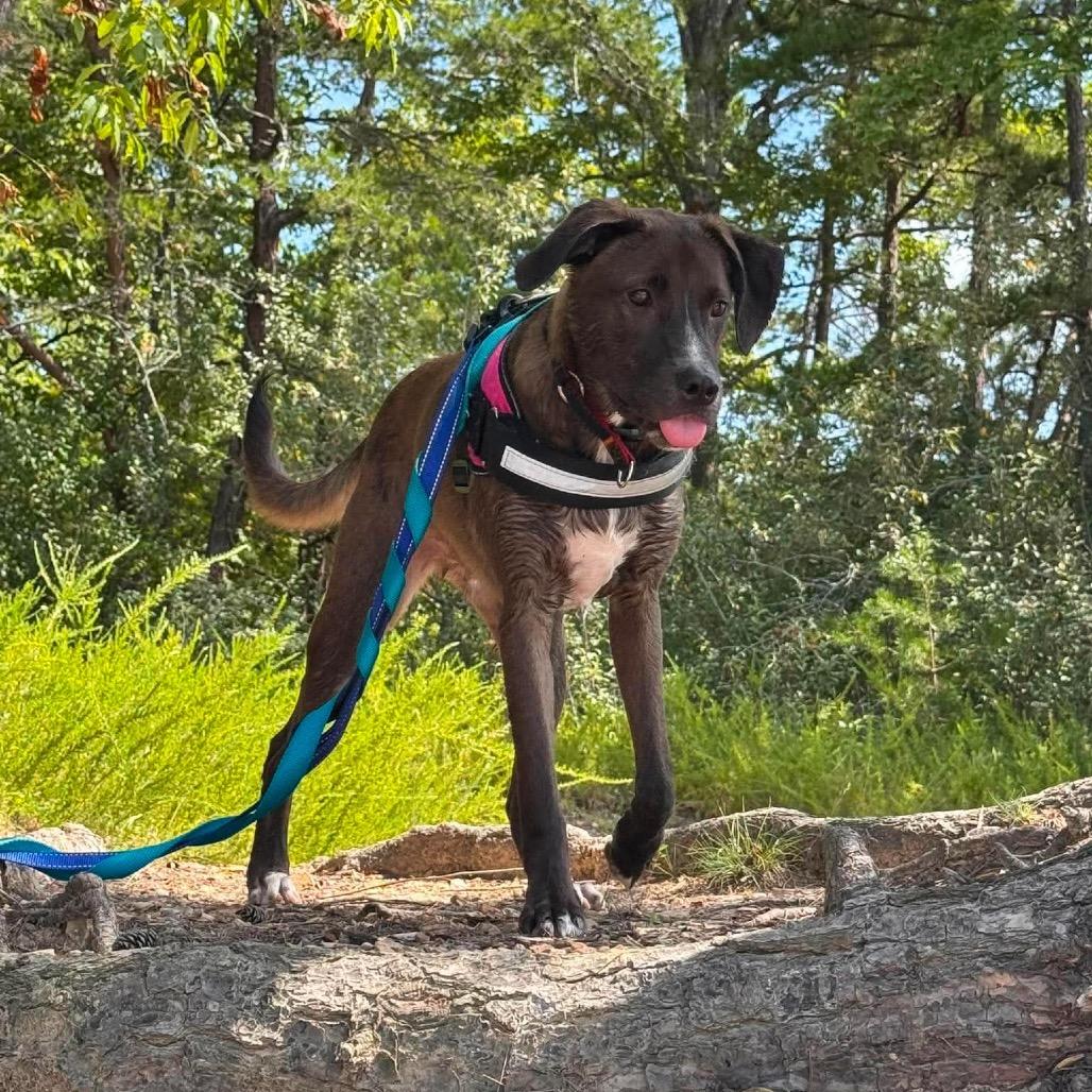 Enlarge Ronnie, a Adoptable Mixed Breed in Joliet, IL image 1/5
