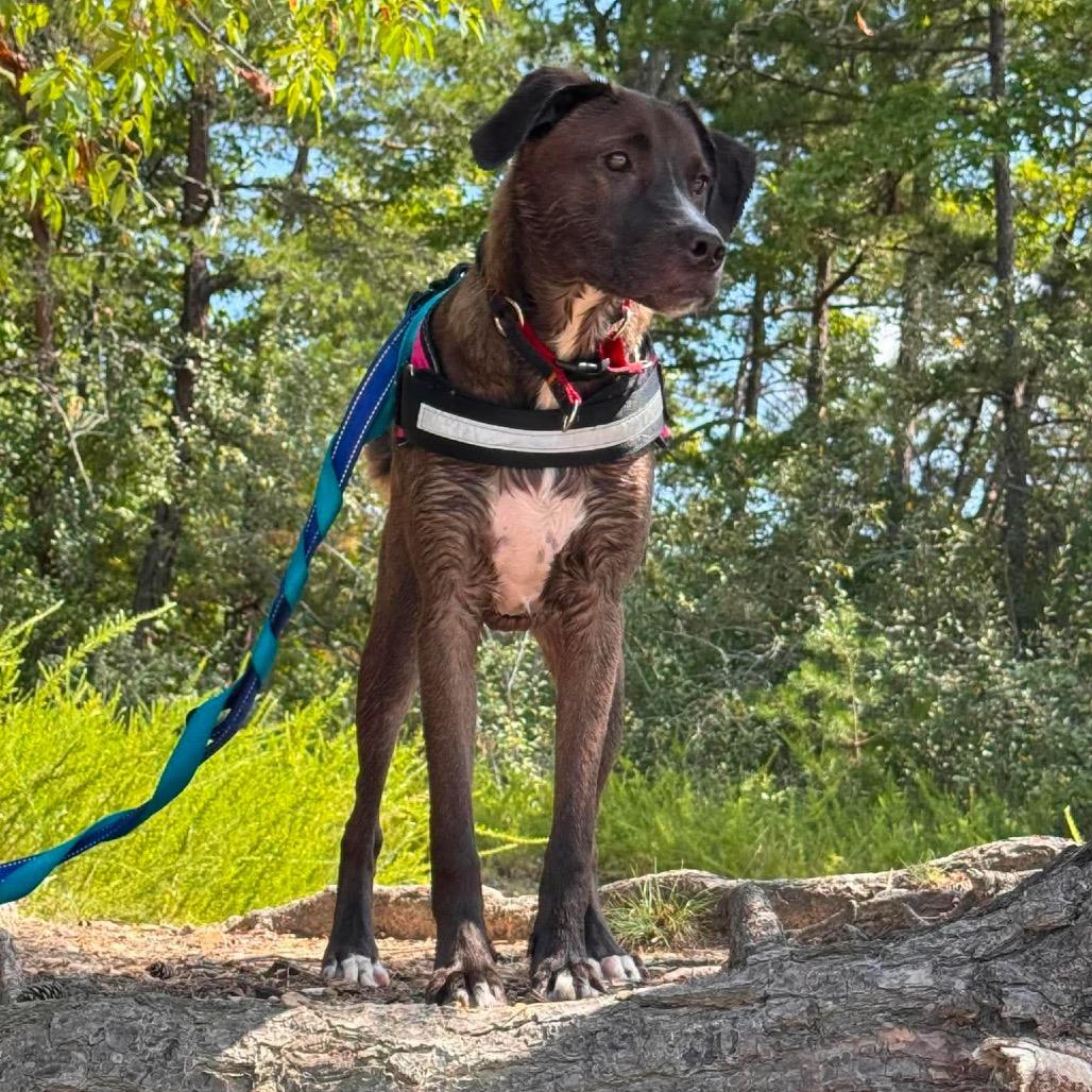 Enlarge Ronnie, a Adoptable Mixed Breed in Joliet, IL image 2/5