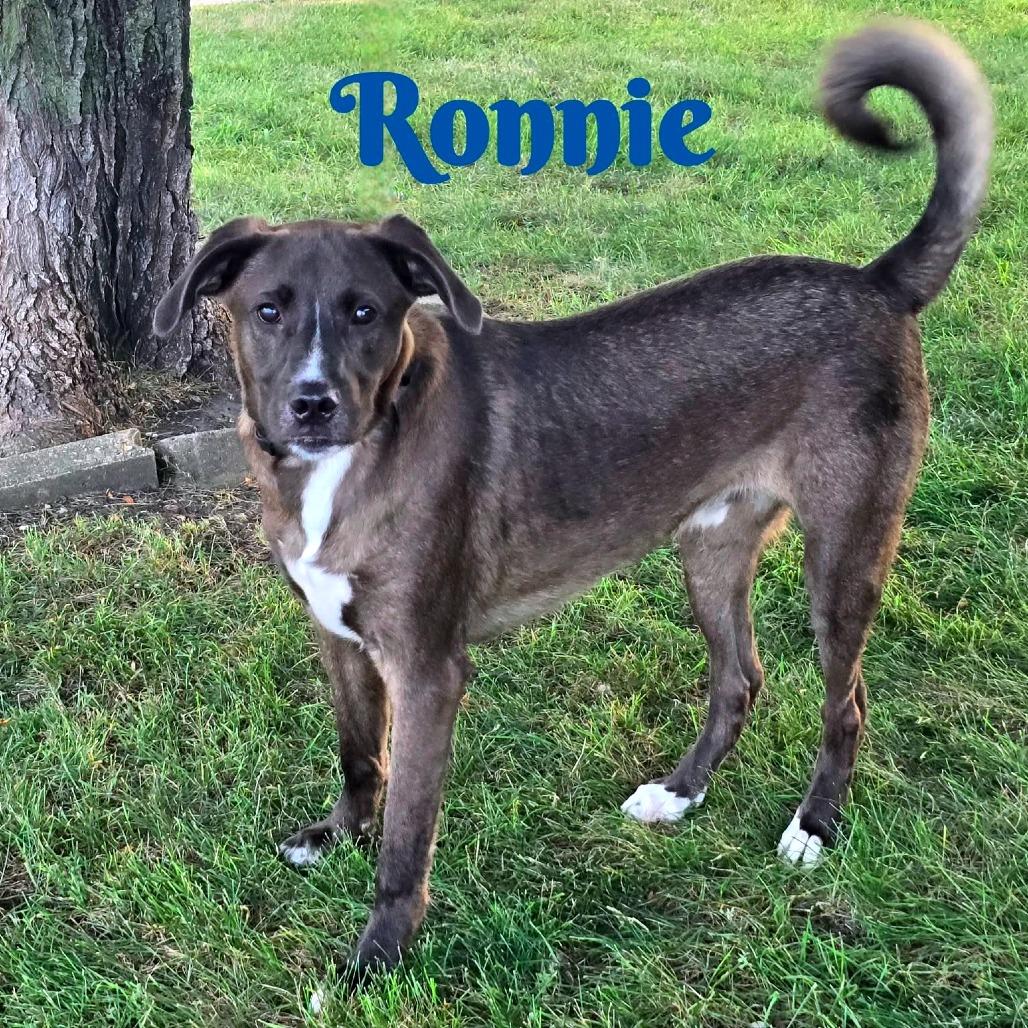 Enlarge Ronnie, a Adoptable Mixed Breed in Joliet, IL image 5/5