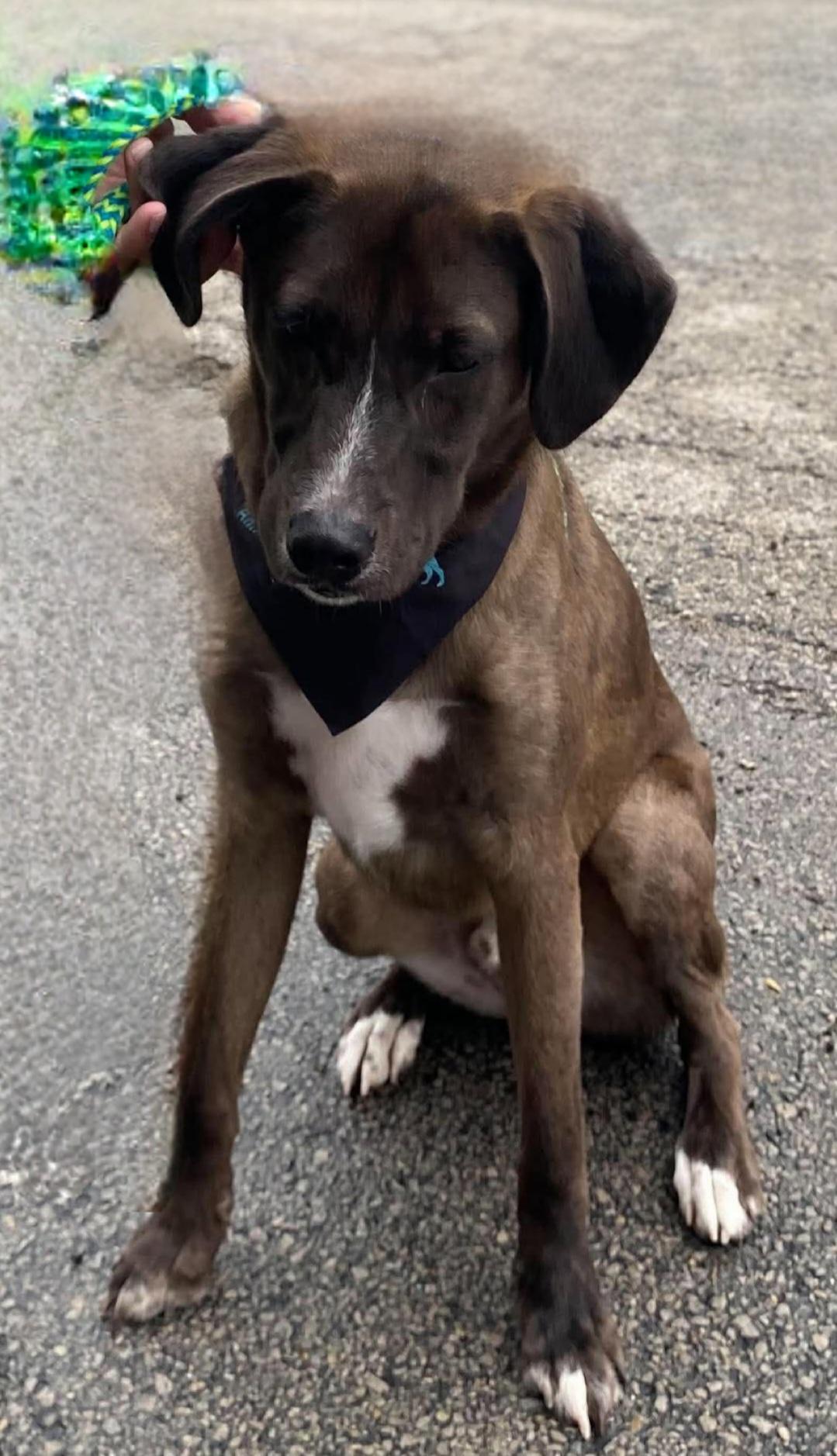 Enlarge Ronnie, a Adoptable Mixed Breed in Joliet, IL image 3/5