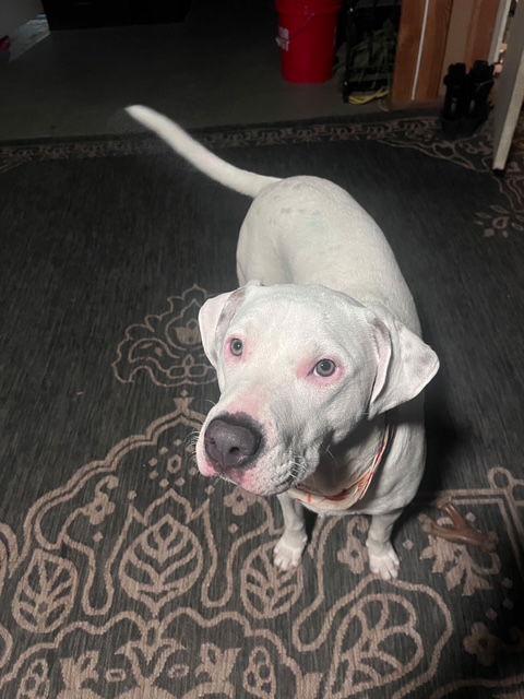 Canvas Blanco, Adoptable, Puppy Male Pit Bull Terrier.