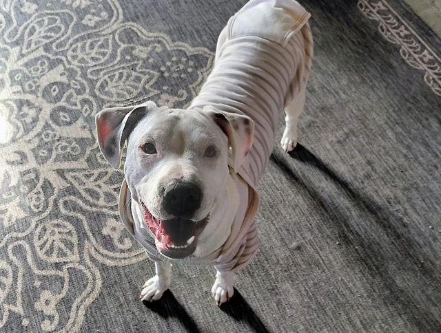 Canvas Blanco thumbnail 3