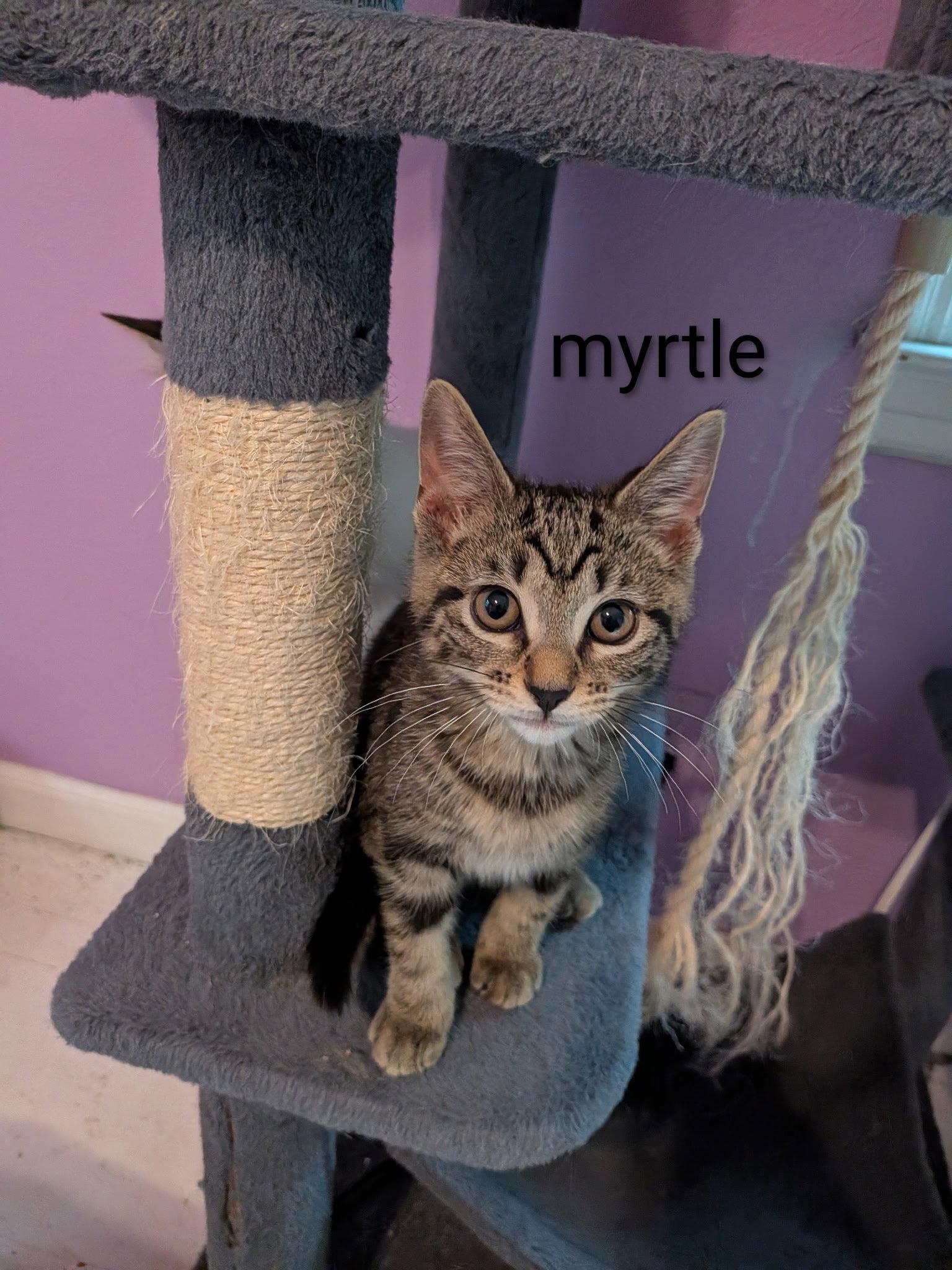 Enlarge Myrtle, a Adoptable Domestic Short Hair in Kansas City, MO image 1/1