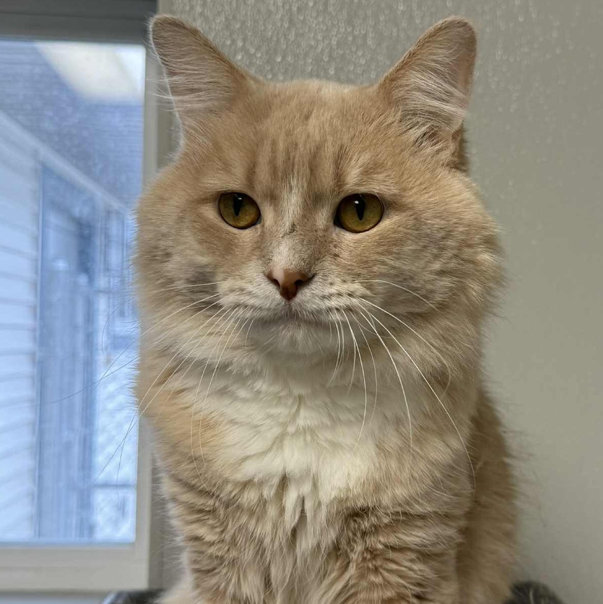 Wilbur, an adoptable Domestic Medium Hair in Watertown, WI image 2/3