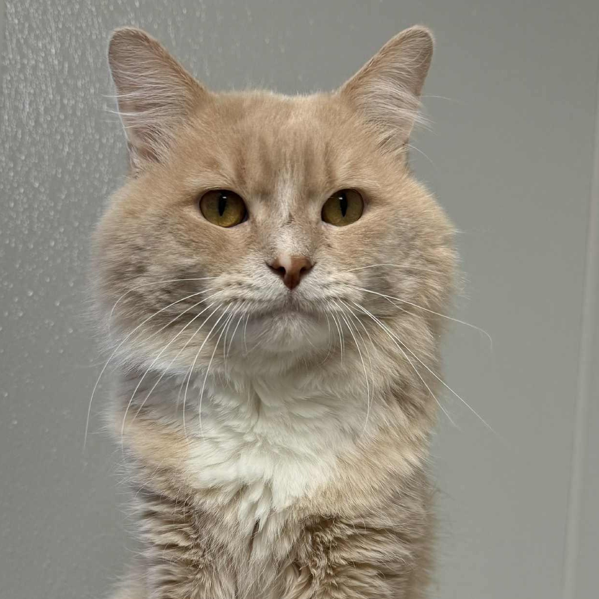 Wilbur, adoptable, Adult Male Domestic Medium Hair.