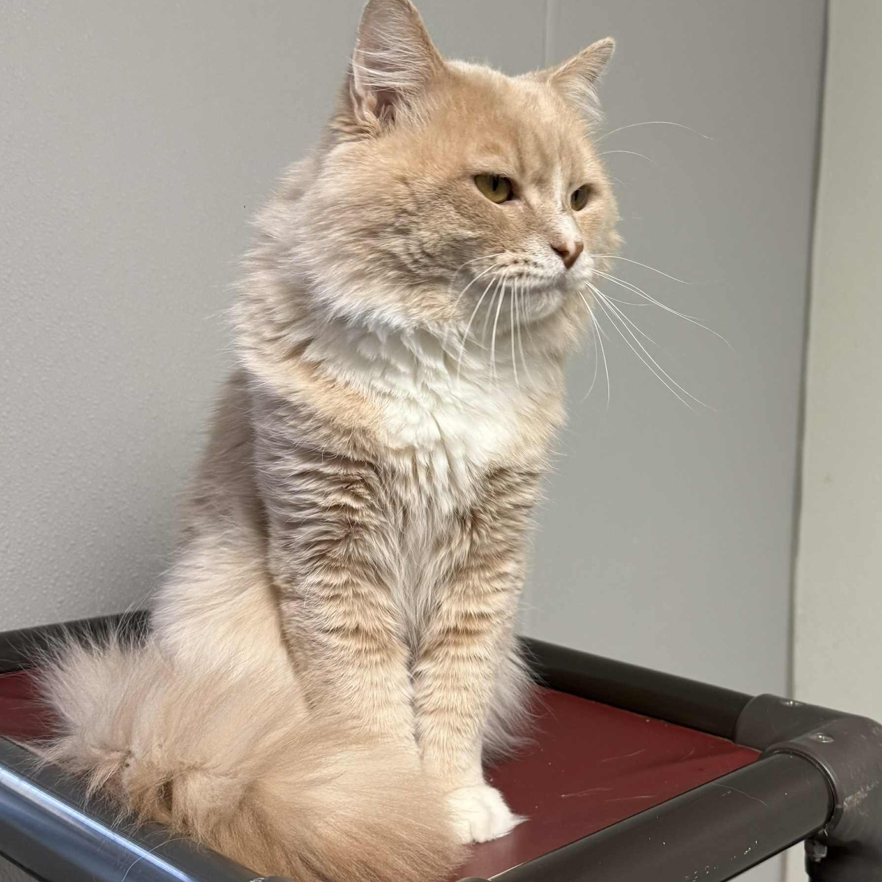 Wilbur, an adoptable Domestic Medium Hair in Watertown, WI image 3/3