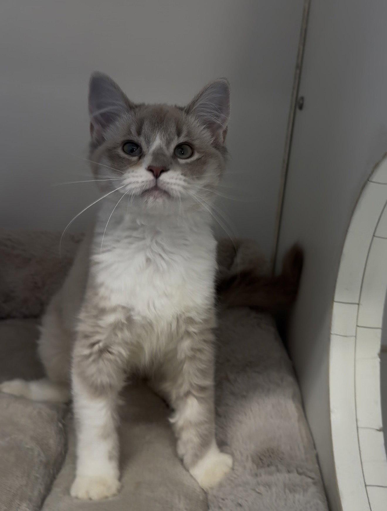 Eminem 4 mo, Adoptable, Young Male Domestic Medium Hair.