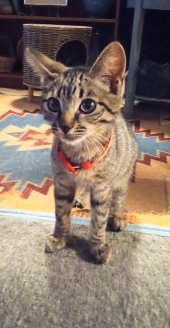 Kana, a Adoptable Tabby in Santa Cruz, CA image 1/3