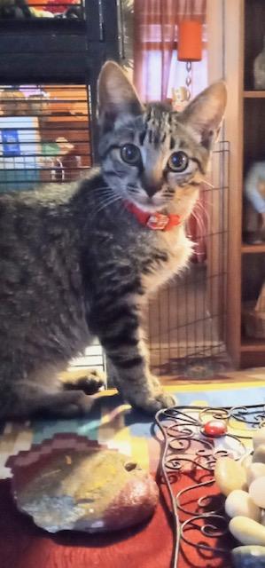 Kana, a Adoptable Tabby in Santa Cruz, CA image 2/3