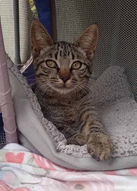 Kana, a Adoptable Tabby in Santa Cruz, CA image 3/3