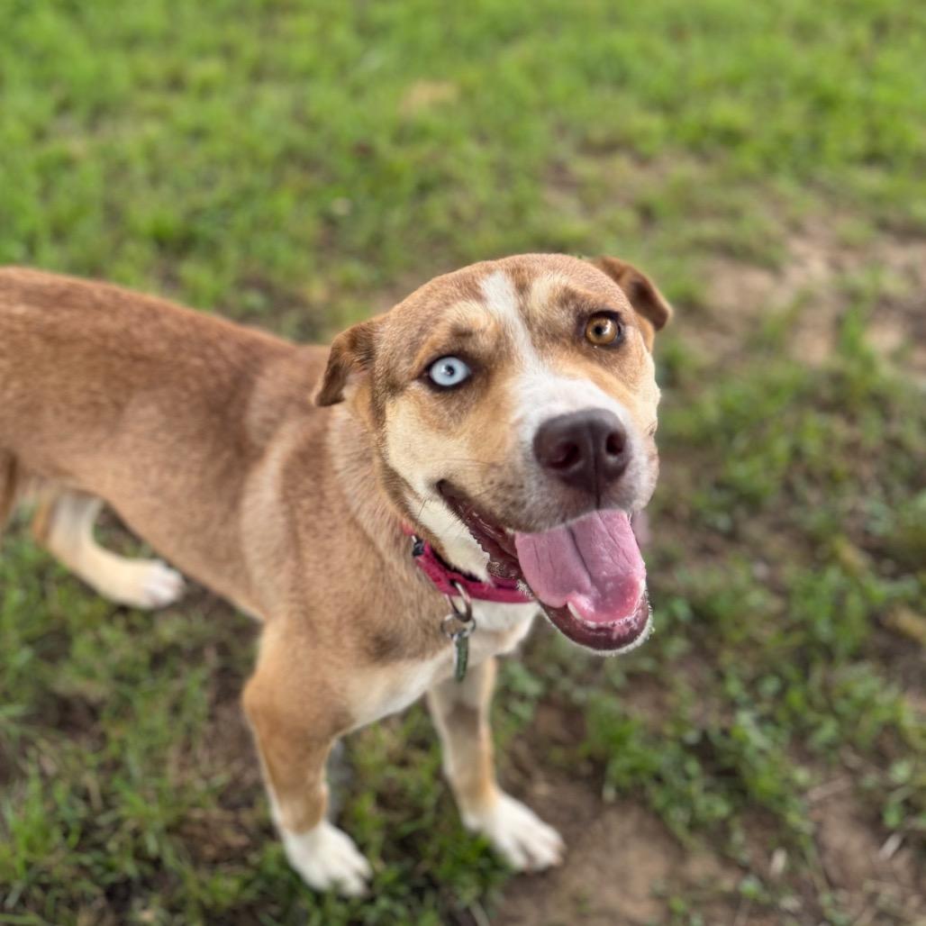 Lara, Adoptable, Adult Female Mixed Breed.