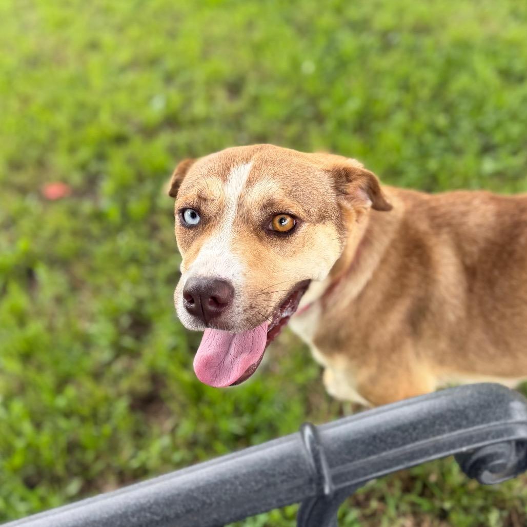 Lara, a Adoptable Mixed Breed in Tulsa, OK image 2/6