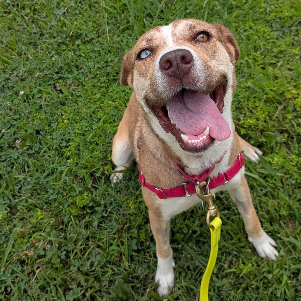 Lara, a Adoptable Mixed Breed in Tulsa, OK image 3/6