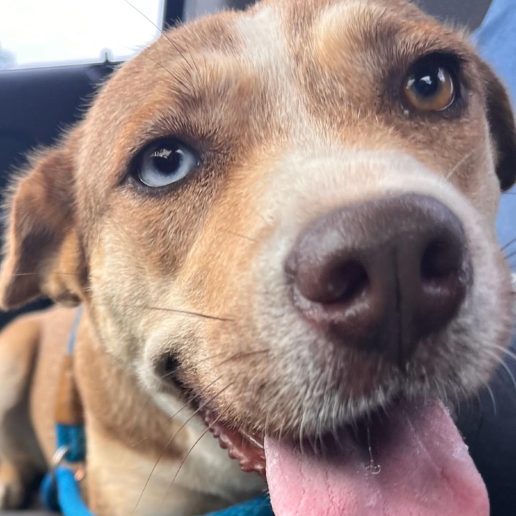 Lara, a Adoptable Mixed Breed in Tulsa, OK image 4/6