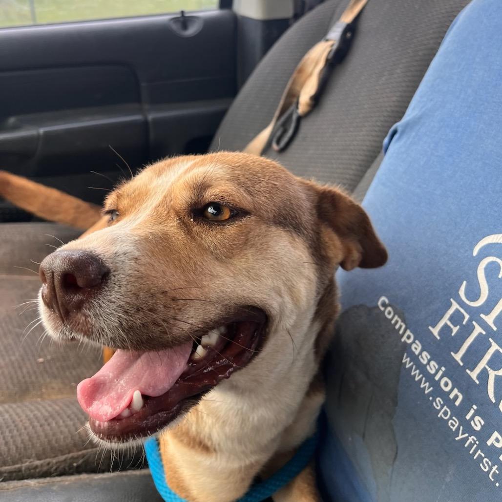 Lara, a Adoptable Mixed Breed in Tulsa, OK image 5/6