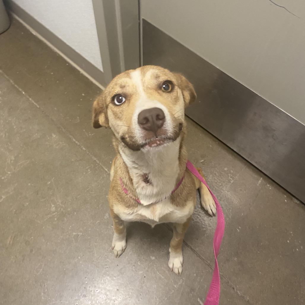 Lara, a Adoptable Mixed Breed in Tulsa, OK image 6/6