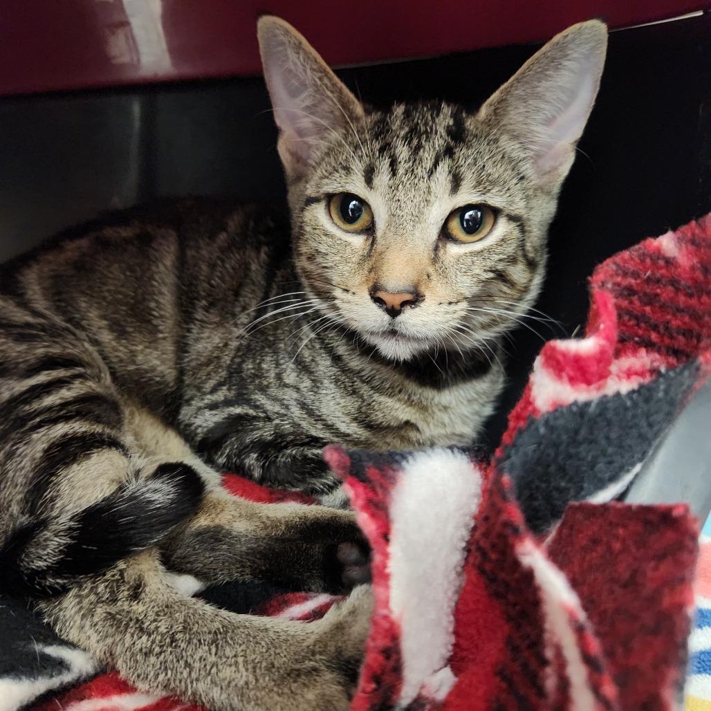 Wifi, Adoptable, Kitten Male Domestic Short Hair.