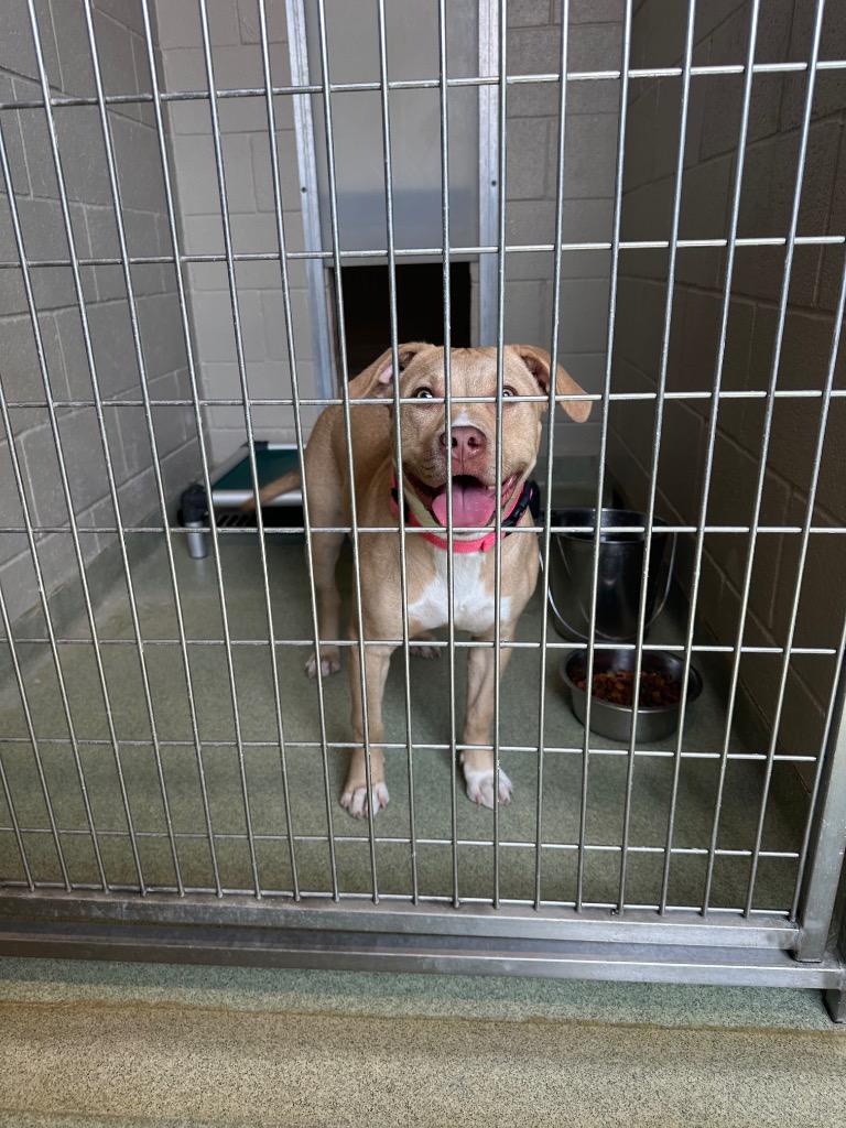 Jules, Adoptable, Young Female Pit Bull Terrier.