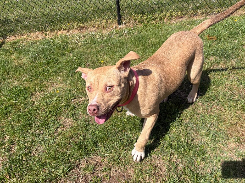 Enlarge Jules, a Adoptable Pit Bull Terrier in Gallatin, TN image 2/3