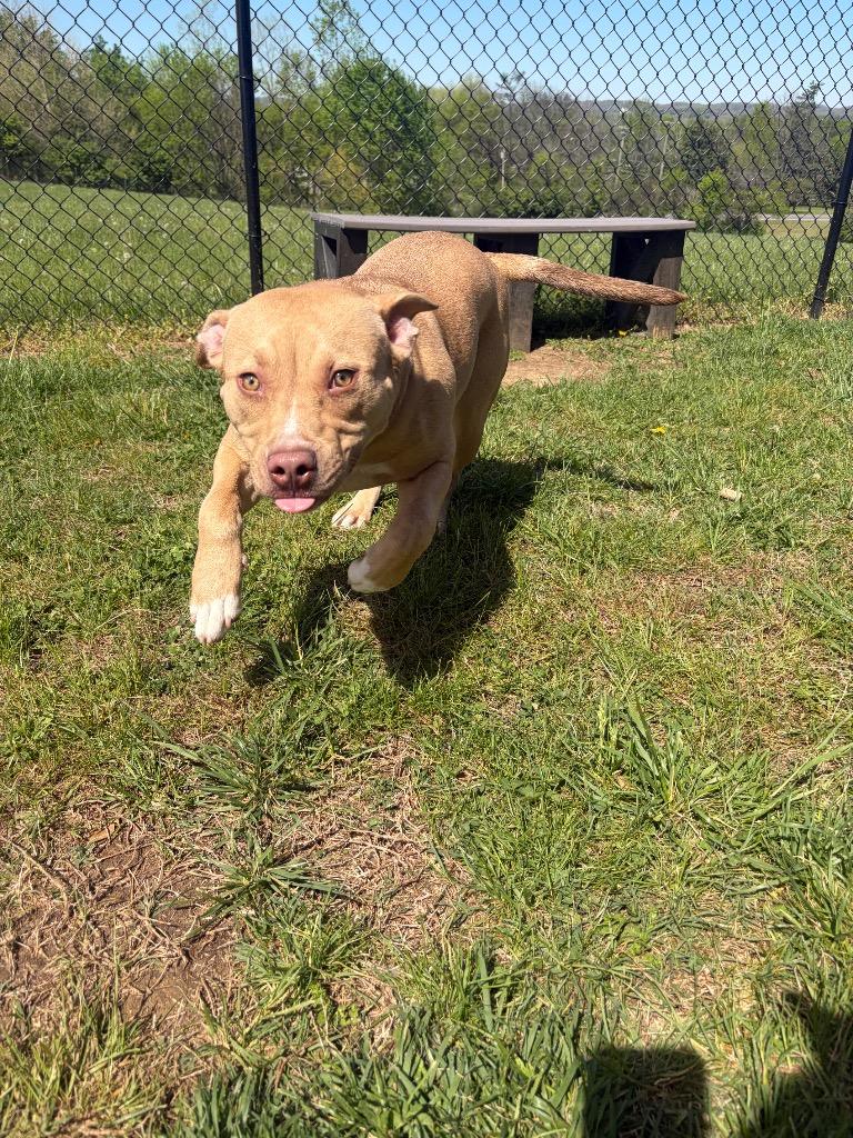Enlarge Jules, a Adoptable Pit Bull Terrier in Gallatin, TN image 3/3