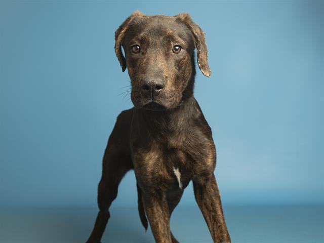 SERENA, Adoptable, Young Female Pit Bull Terrier & Mixed Breed.