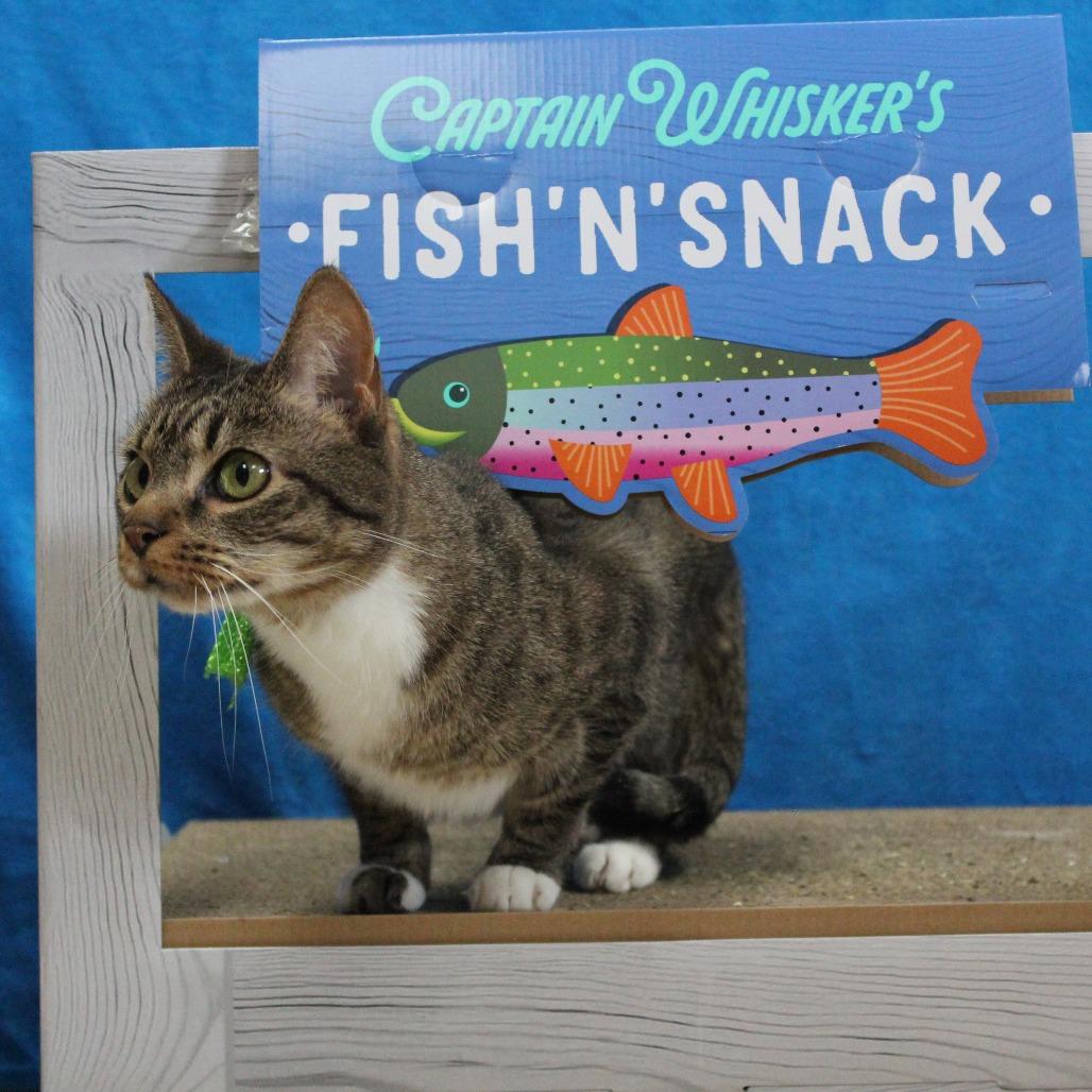 Dottie, Adoptable, Senior Female Domestic Medium Hair.