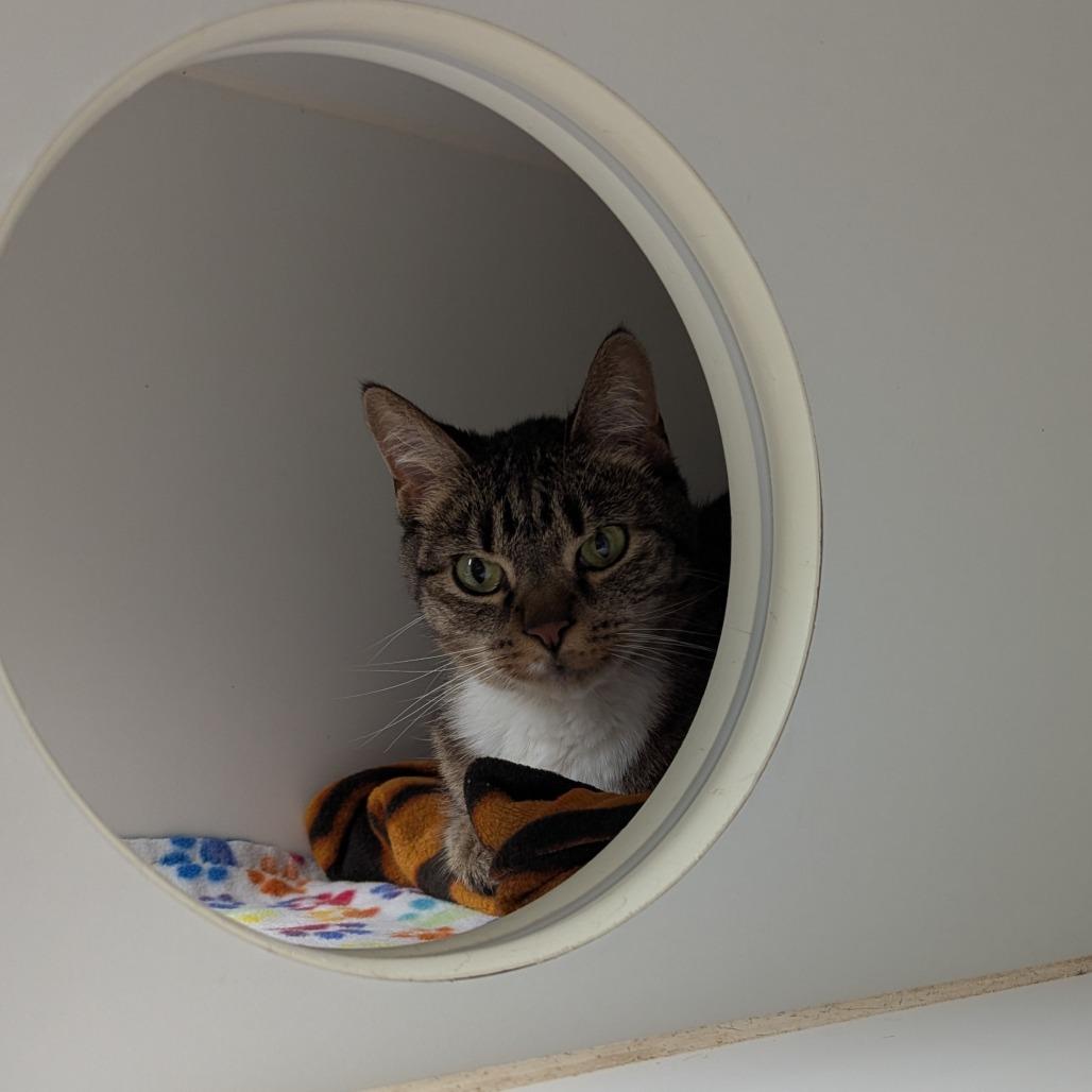 Enlarge Dottie, a Adoptable Domestic Medium Hair in Canastota, NY image 2/4