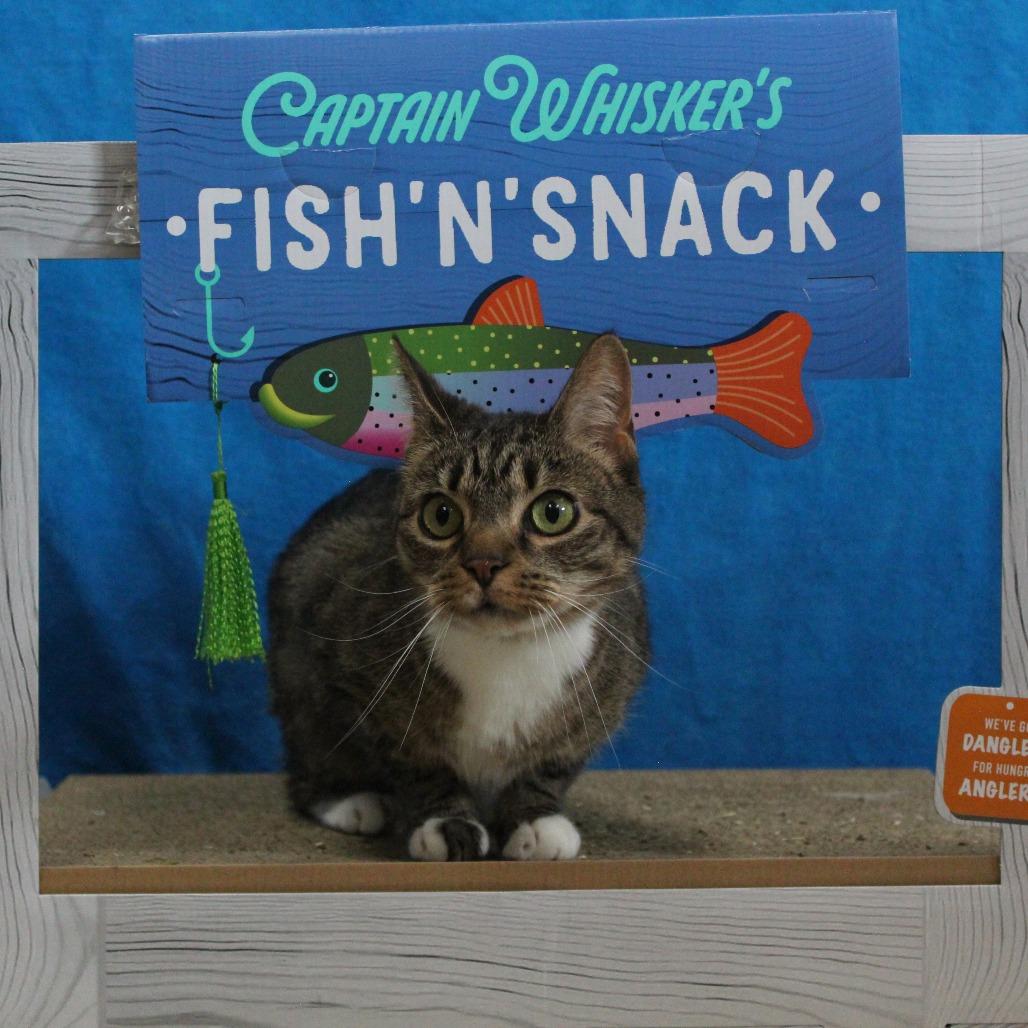 Enlarge Dottie, a Adoptable Domestic Medium Hair in Canastota, NY image 3/4