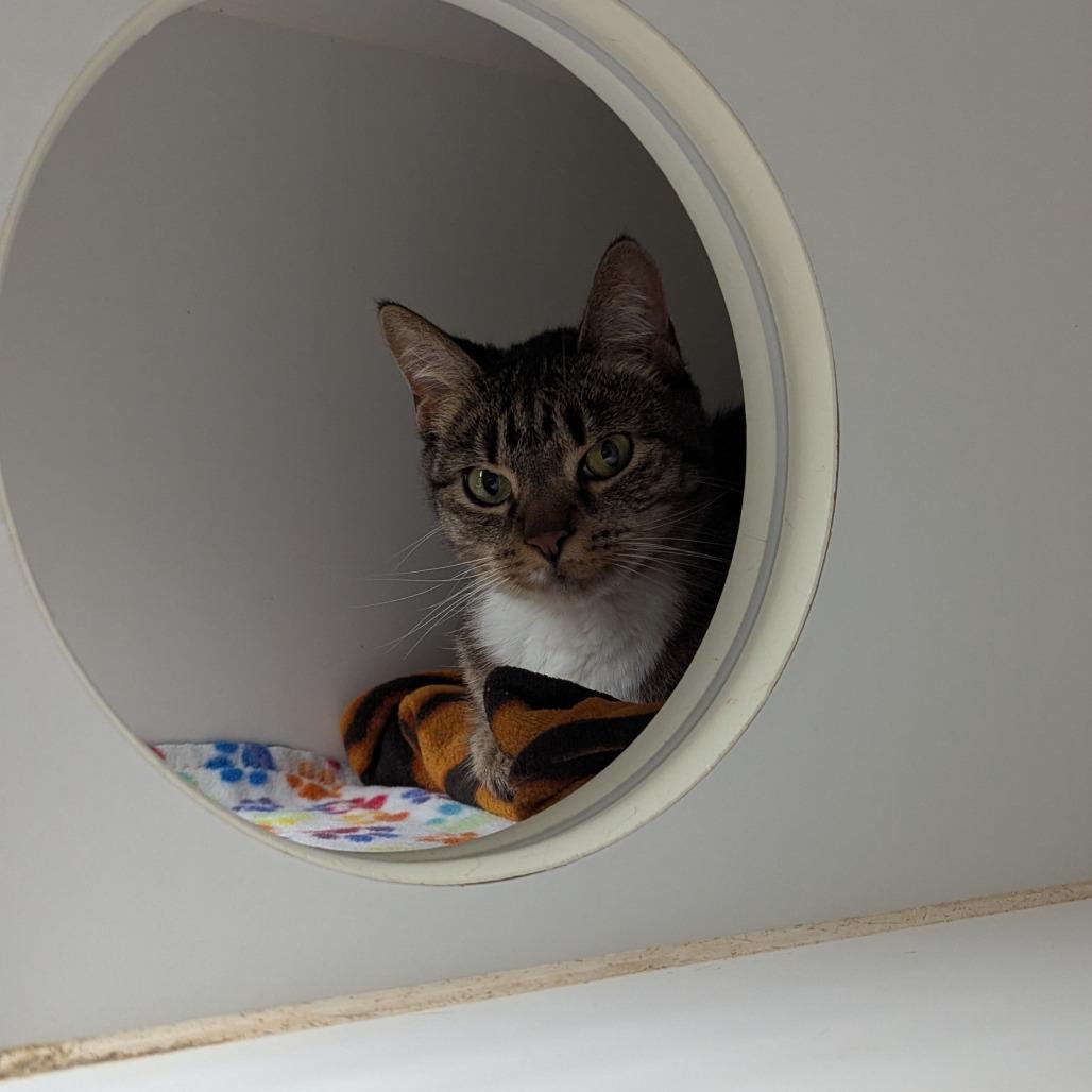 Enlarge Dottie, a Adoptable Domestic Medium Hair in Canastota, NY image 4/4