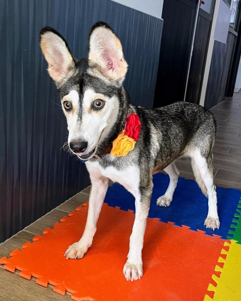 Enlarge Mily, a Adoptable Husky in Anchorage, AK image 3/4