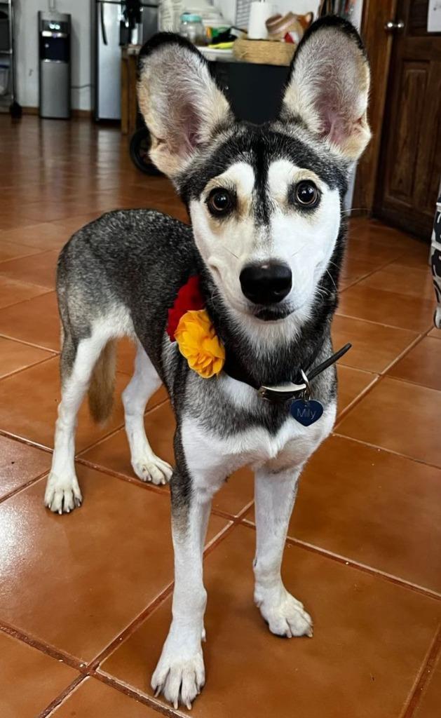 Enlarge Mily, a Adoptable Husky in Anchorage, AK image 2/4