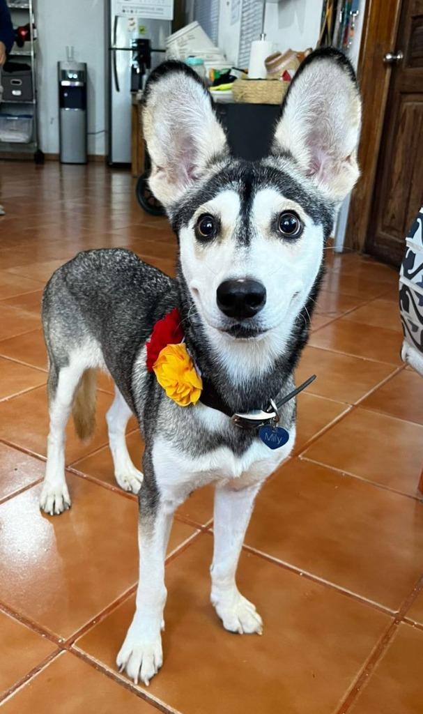 Enlarge Mily, a Adoptable Husky in Anchorage, AK image 4/4