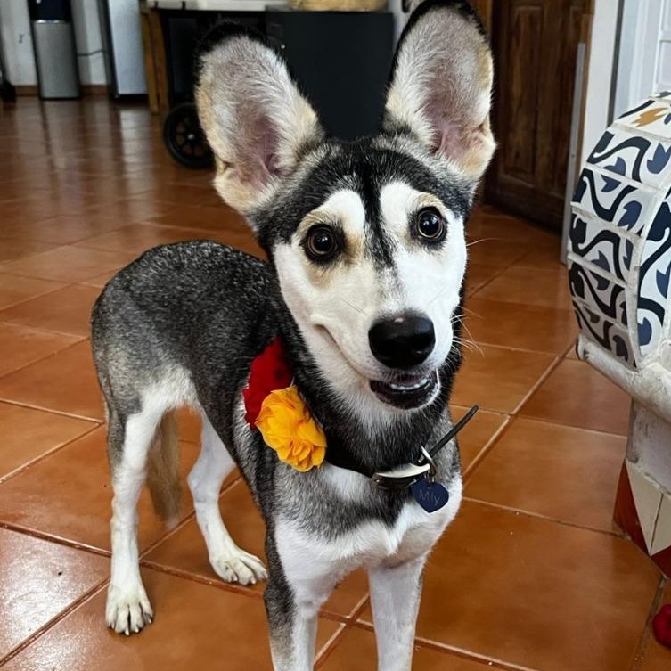 Mily, Adoptable, Young Female Husky.