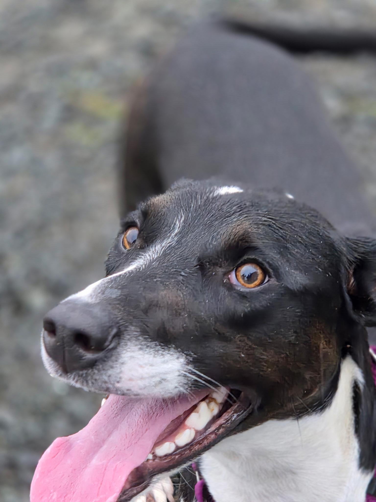 Silk, a Adoptable mixed breed in Port Angeles, WA image 2/4