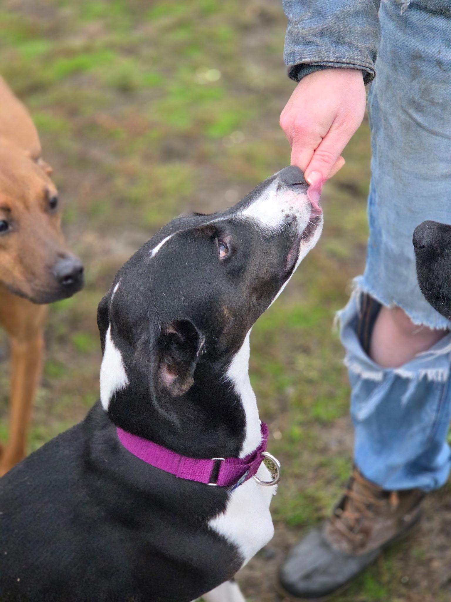 Silk, a Adoptable mixed breed in Port Angeles, WA image 4/4