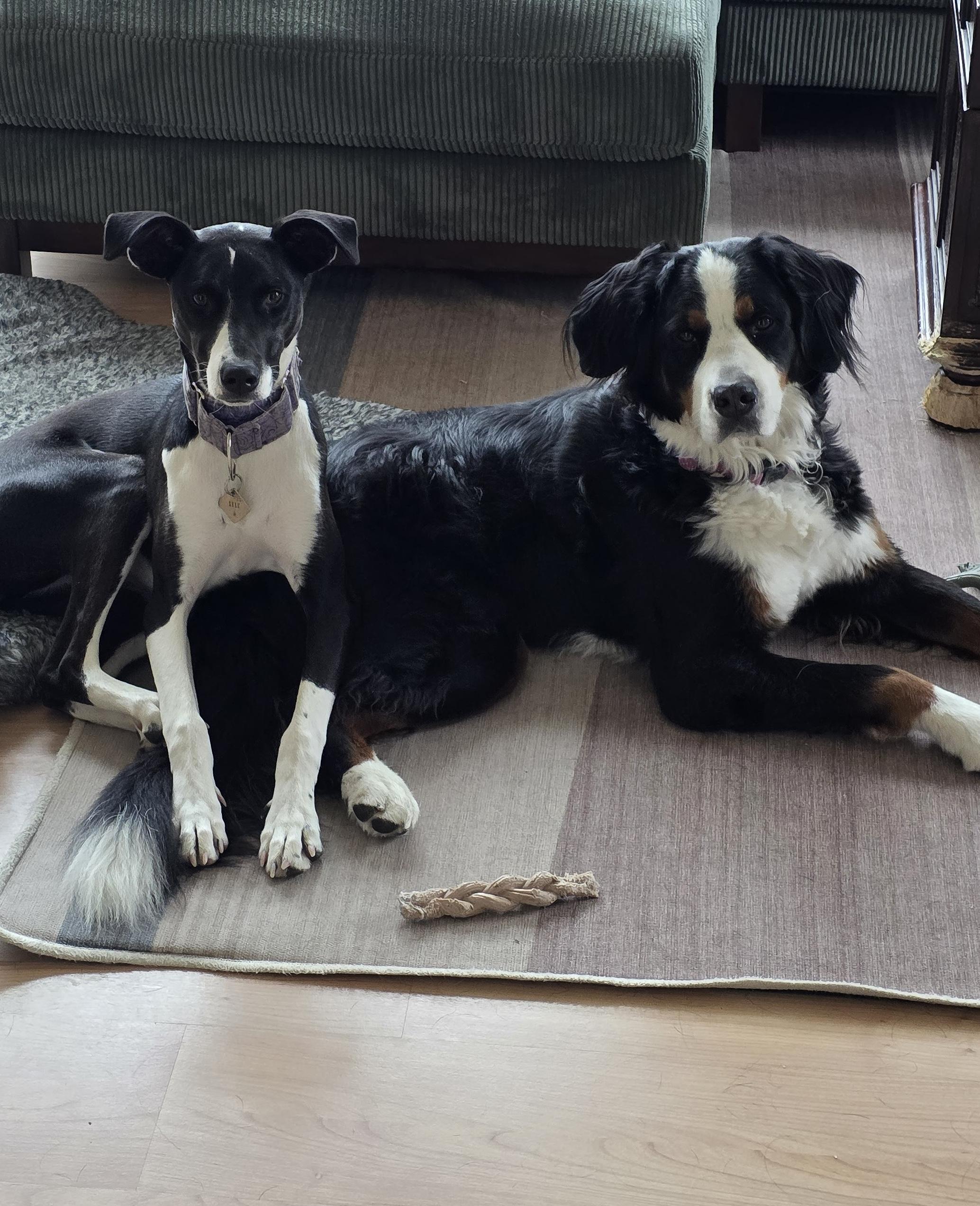 Silk, a Adoptable mixed breed in Port Angeles, WA image 3/4