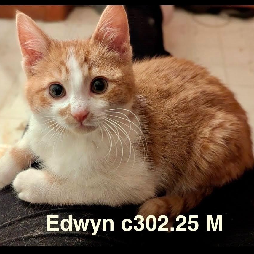 Foster Edwyn, ADOPTABLE, Kitten Male Domestic Short Hair.