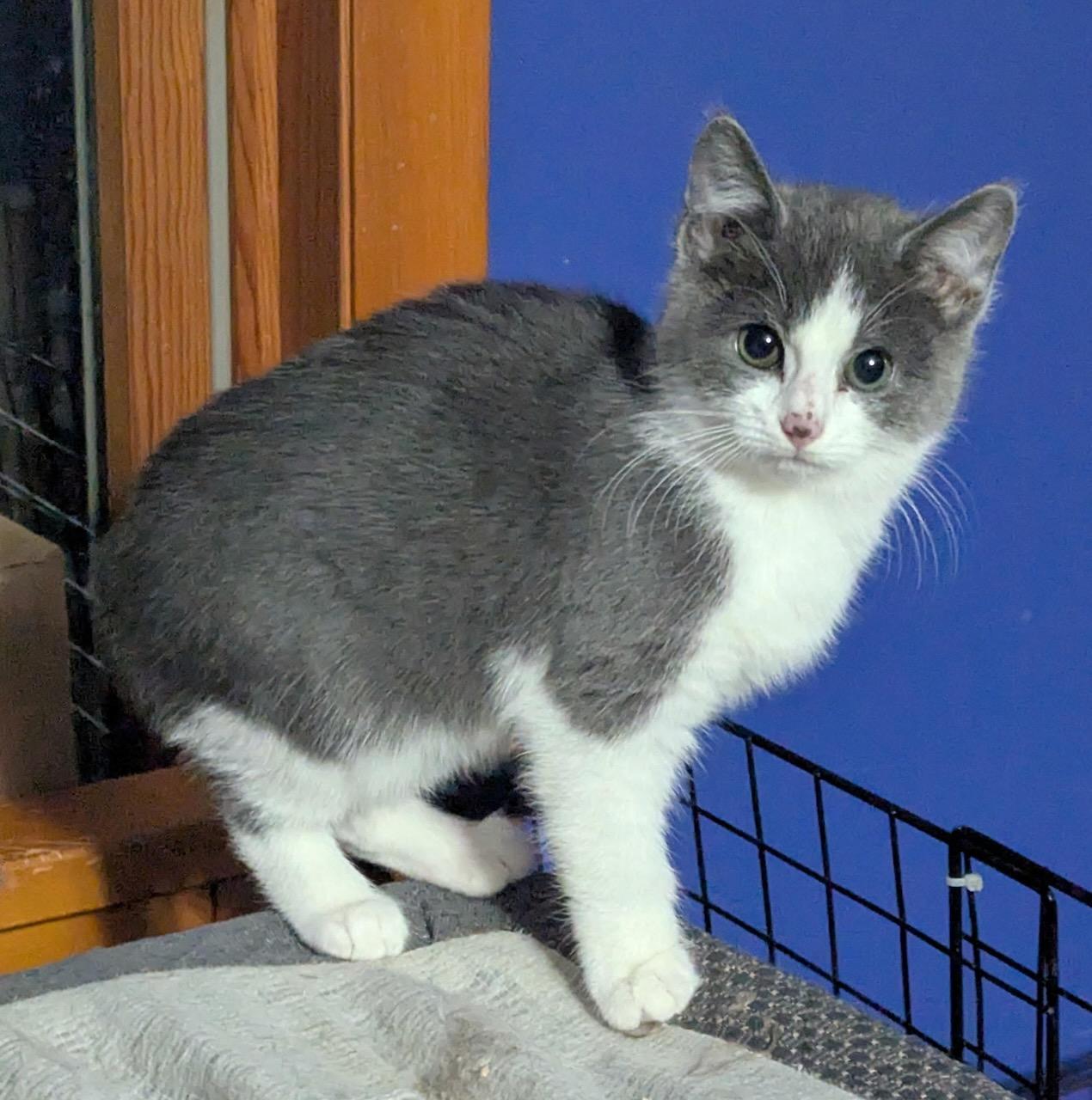 Foster Eliza, ADOPTABLE, Kitten Female Domestic Short Hair.
