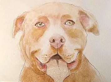 Beautiful Ms Bliss - SWEET, a Adoptable American Staffordshire Terrier in Albuquerque, NM image 3/3