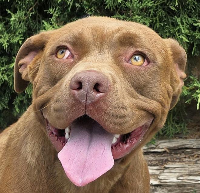 Beautiful Ms Bliss - SWEET, a Adoptable American Staffordshire Terrier in Albuquerque, NM image 1/3